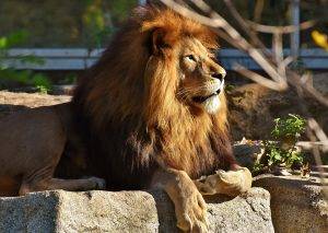 lion in zoo